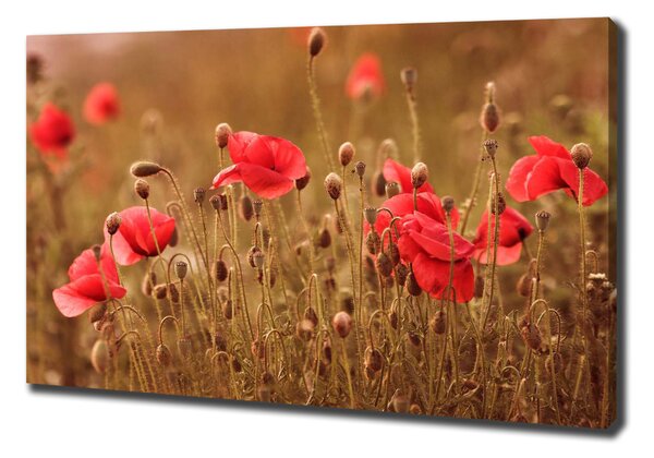 Imprimare tablou canvas maci triptic