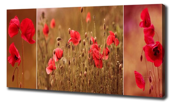 Imprimare tablou canvas maci triptic