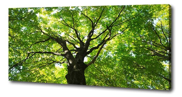 Tablou pe pânză canvas Pădure verde