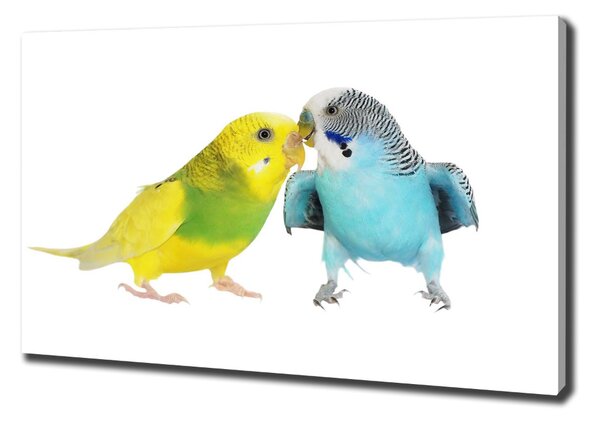 Print pe pânză budgies