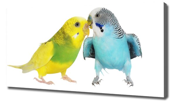 Print pe pânză budgies