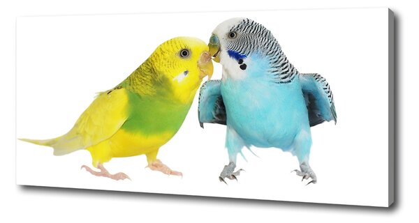 Print pe pânză budgies