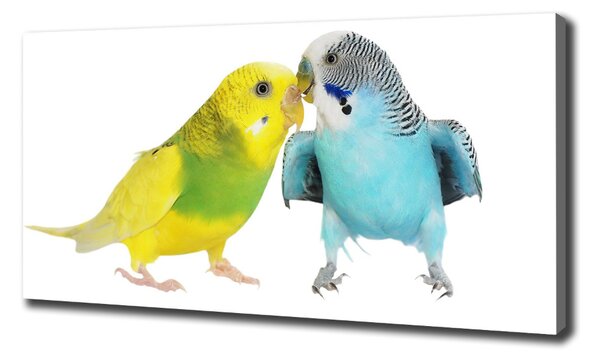 Print pe pânză budgies