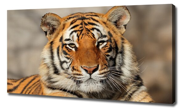 Print pe canvas tigru bengalez