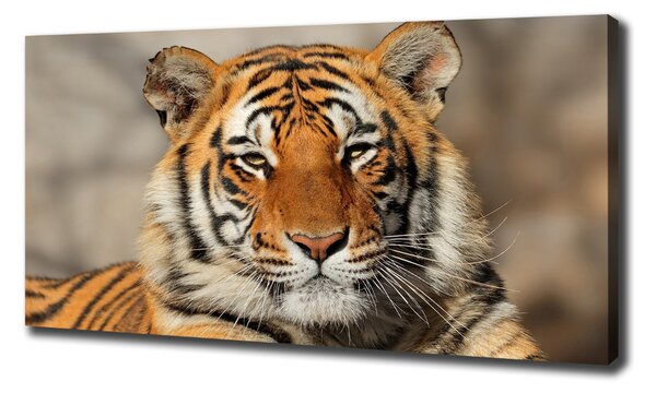Print pe canvas tigru bengalez