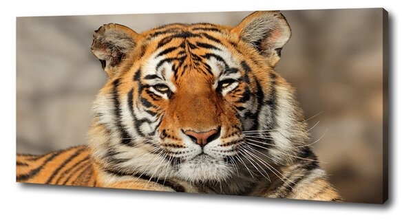 Print pe canvas tigru bengalez