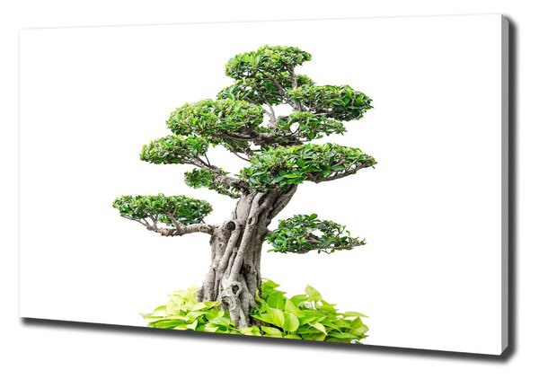 Tablou pe pânză canvas copac bonsai