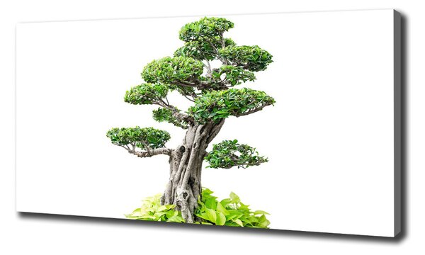 Tablou pe pânză canvas copac bonsai