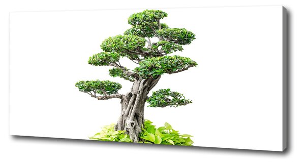 Tablou pe pânză canvas copac bonsai