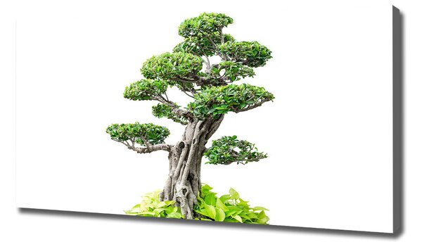 Tablou pe pânză canvas copac bonsai