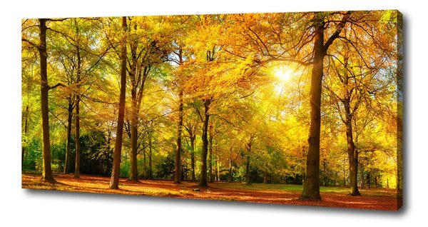 Tablouri tipărite pe pânză pădure în toamna