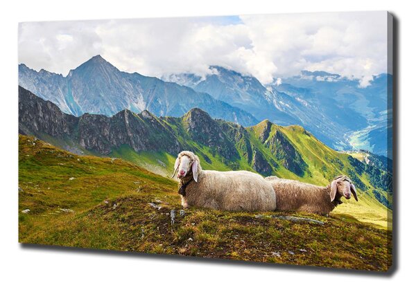Tablou pe pânză Oile în Alpi