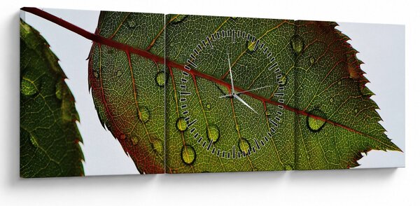 Tablou - Frunze de trandafir (cu ceas) (90x30 cm)