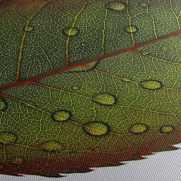 Tablou - Frunze de trandafir (150x105 cm)
