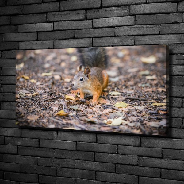 Imprimare tablou canvas veveriţă