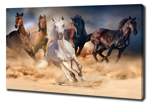 Imprimare tablou canvas galopantă Cai