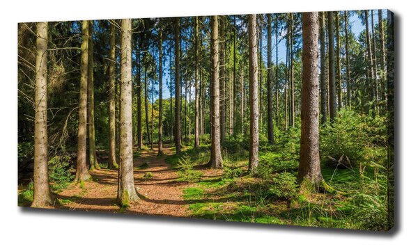 Tablouri tipărite pe pânză Panorama de pădure
