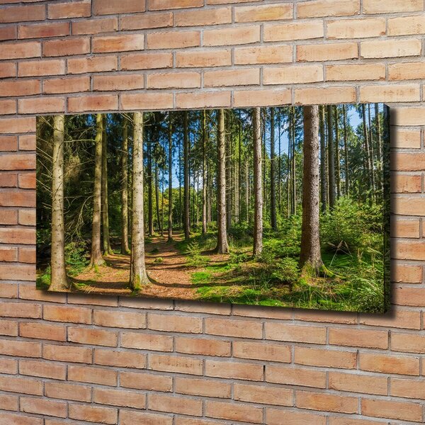 Tablouri tipărite pe pânză Panorama de pădure