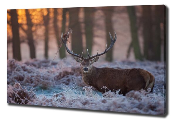 Tablouri tipărite pe pânză Sunrise Deer