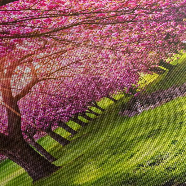 Tablou - Cireși înfloriți, Hurd Park, Dover, New Jersey (90x60 cm)