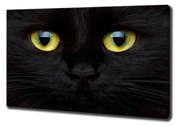 Print pe canvas Ochii pisicii
