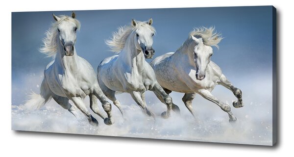 Print pe canvas galopantă Cai