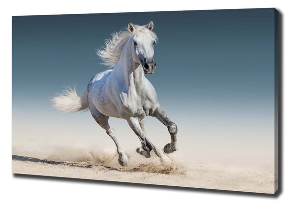 Tablou pe pânză canvas cal alb în galop