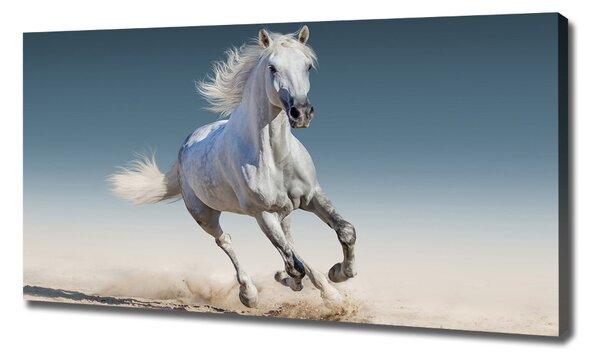 Tablou pe pânză canvas cal alb în galop
