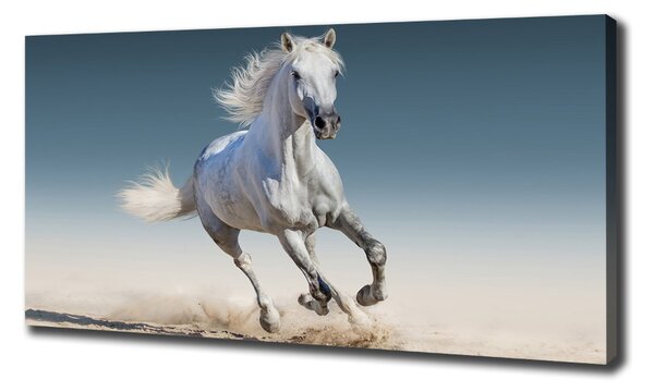 Tablou pe pânză canvas cal alb în galop