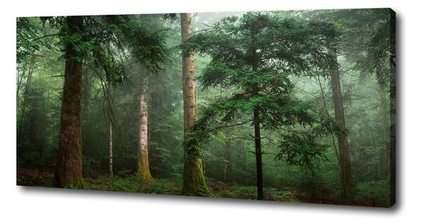 Tablouri tipărite pe pânză Ceață în pădure