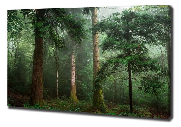 Tablouri tipărite pe pânză Ceață în pădure