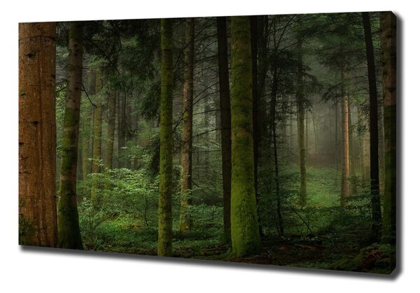 Tablou canvas Ceață în pădure