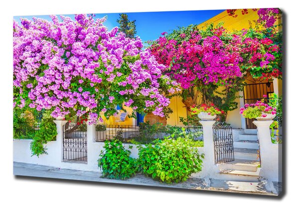 Print pe canvas Casa cu bougainvillea