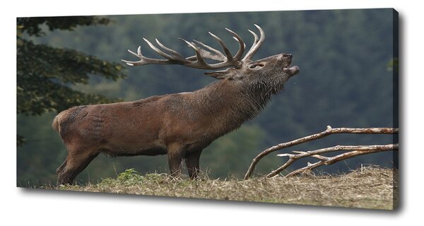 Tablouri tipărite pe pânză Deer pe deal