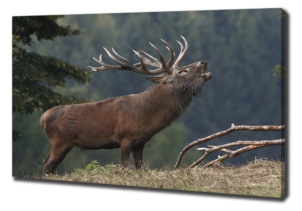 Tablouri tipărite pe pânză Deer pe deal