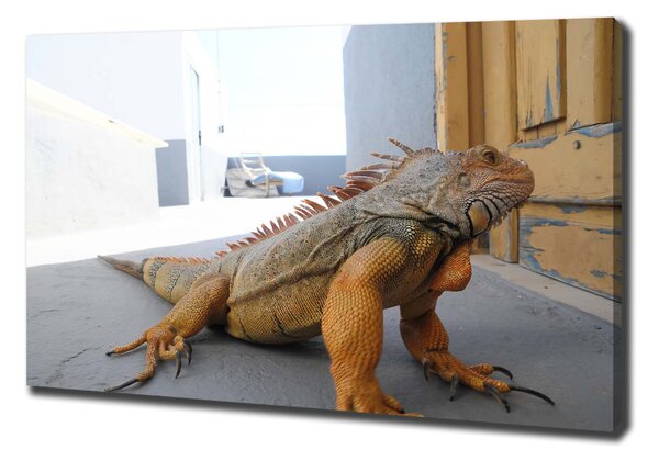 Tablou pe pânză Iguană