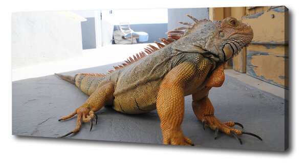 Tablou pe pânză Iguană