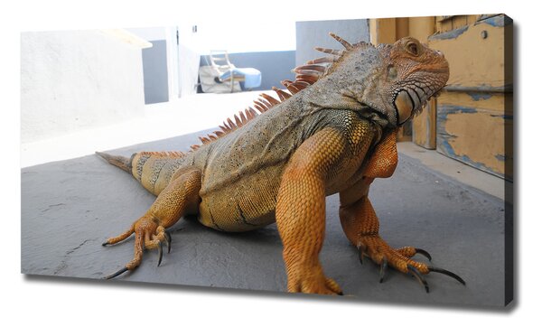 Tablou pe pânză Iguană