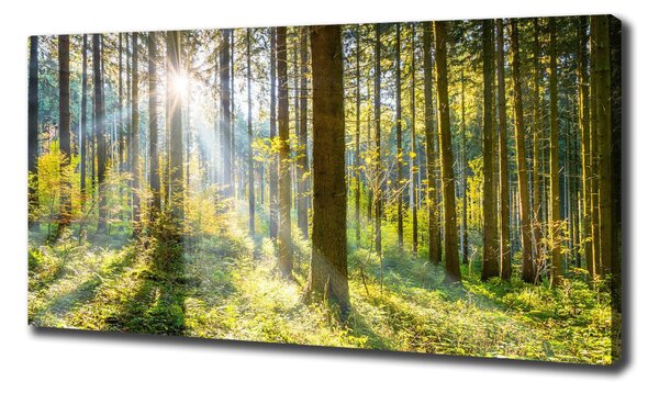 Print pe canvas Pădurea în soare