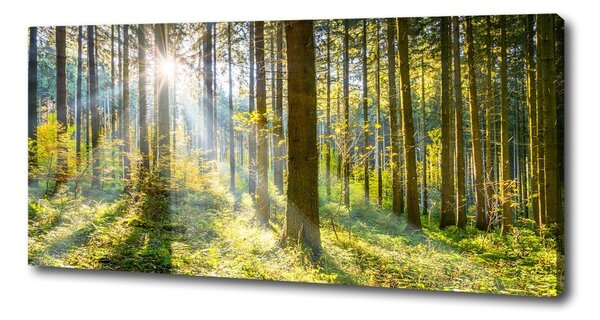 Print pe canvas Pădurea în soare