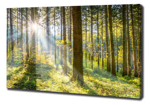 Print pe canvas Pădurea în soare