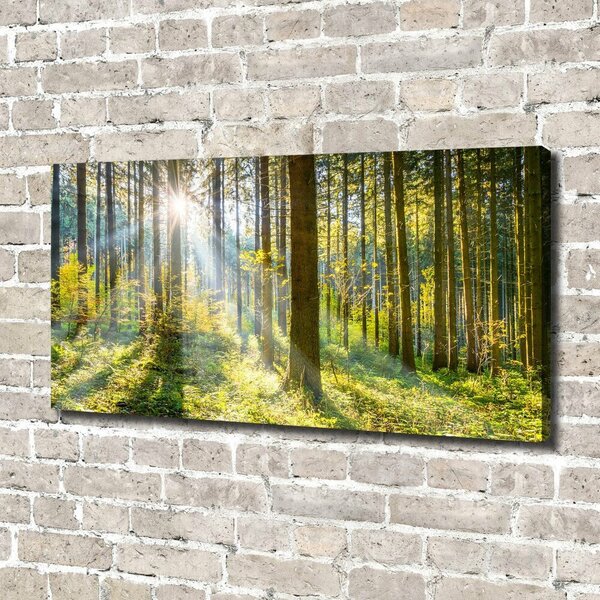 Print pe canvas Pădurea în soare