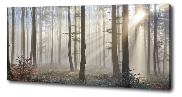Imprimare tablou canvas Ceață în pădure