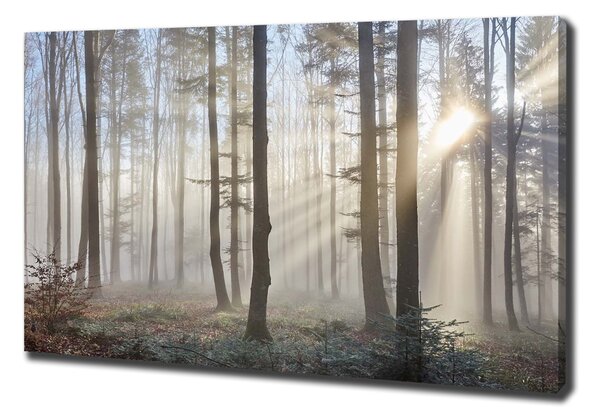 Imprimare tablou canvas Ceață în pădure