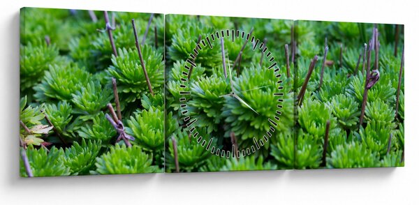 Tablou - Aloe (cu ceas) (90x30 cm)