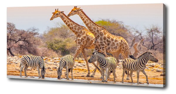 Imprimare tablou canvas Girafe și zebre