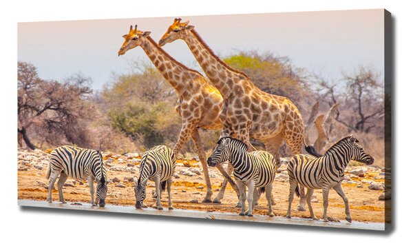 Imprimare tablou canvas Girafe și zebre