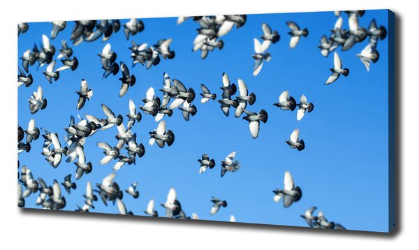 Print pe canvas Stol de porumbei