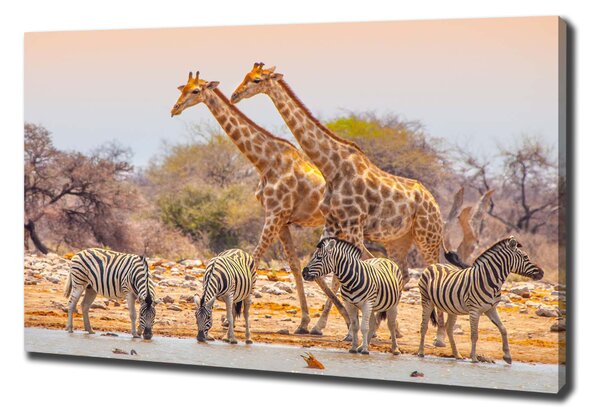Imprimare tablou canvas Girafe și zebre