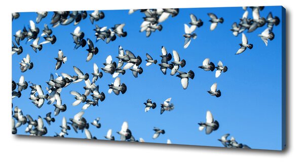Print pe canvas Stol de porumbei